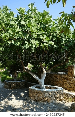 The fruits on the small tree of Ficus carica hang in August. The fig is the edible fruit of Ficus carica, a species of small tree in the flowering plant family Moraceae. Lardos, Rhodes, Greece Royalty-Free Stock Photo #2430237345