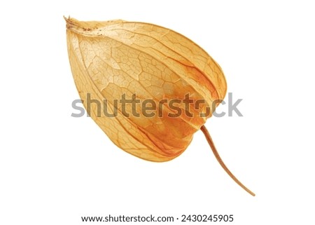 Physalis dry warm orange flower isolated white background macro Royalty-Free Stock Photo #2430245905