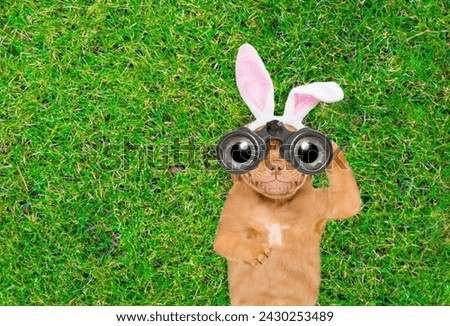 Happy puppy wearing easter rabbits ears looks through binoculars on green grass. Top down view