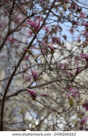 Magnolia flowers that are just about to bloom are shining in the warm spring sunlight