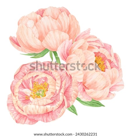 Peach peony bouquet watercolor hand drawn painting. Chinese national symbol illustration. Realistic flower clipart, floral arrangement for card design, wedding invitation, prints, textile, packing