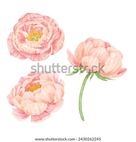 Peach peony watercolor hand drawn painting. Realistic flower clipart, floral arrangement. Chinese national symbol illustration. Perfect for card design, wedding invitation, prints, textile, packing