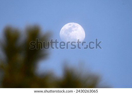 A full moon in late afternoon sky that is still blue. The picture also has the blurred out tops of trees artistically placed in the foreground.