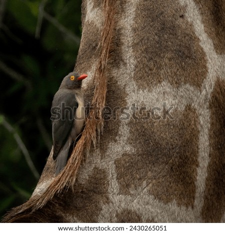 Red-billed Oxpecker perched on a giraffe's neck