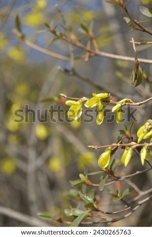 Yellow forsythia flowers are more fragrant in the spring sunlight.