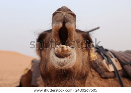 Close up funny face portrait of moroccan, cute, hairy camel animal with details like nose, head, eyes, mouth, brown air fur, teeth roaring in sandy wild hot dry african Sahara Desert, Morocco, Africa. Royalty-Free Stock Photo #2430269505