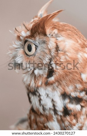 Eastern Screech Owl close-up in profile view