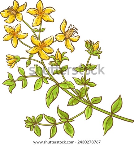 Tutsan  Plant with Flowers  and Leaves Colored Detailed Illustration Royalty-Free Stock Photo #2430278767