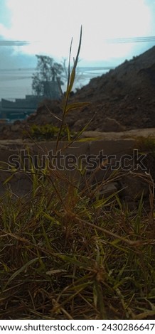Yellow editing hd grass picture with sunlight 