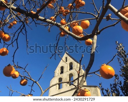 A medieval white church roof rising against a blue sky. In the picture, ripe orange fruits on the tree are used as a frame. The tip of the roof of the church is at the center of the picture.