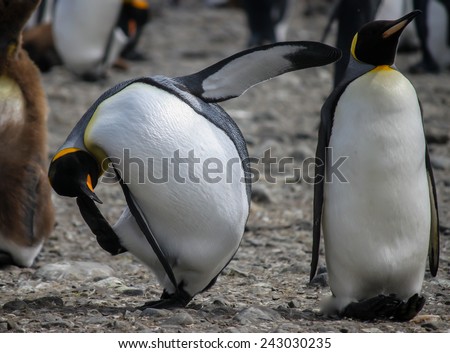 king penguins (Aptenodytes patagonicus) in south georgia island