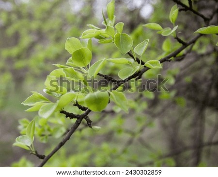 Spring foliage, leaf buds on the branches of the Pear tree, macro. Spring beauty of nature