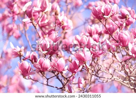 Spring delicate magnolia blossom, springtime flowers bloom, pastel and soft pink floral card, selective focus, shallow DOF, toned