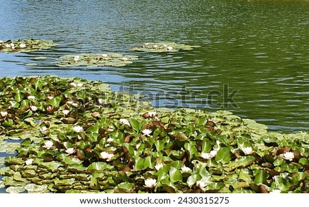 Water lilies or nymphaeum flowers on a lake, summer sunny day