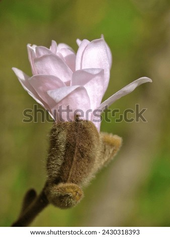 Close-up photo of magnolia bud.
