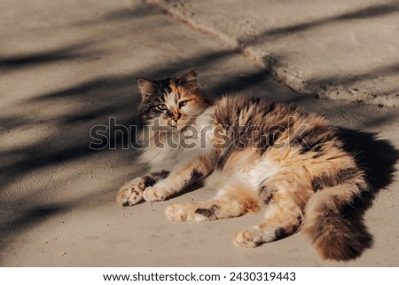 A beautiful stray calico cat is lying in a garden, close up, outdoor photography