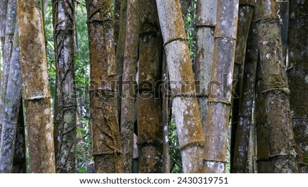 Bamboo can grow as long as 60 cm (24 inches) or more in a day, depending on the soil and climatological conditions where it is planted. Royalty-Free Stock Photo #2430319751