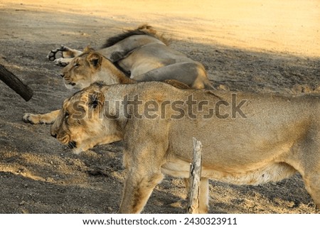 Asiatic Lion family, lion (Panthera leo persica) Asiatic lion is a Panthera leo. Its range is restricted to the Gir National Park and environs in India's Gujarat state.lion family resting in wildlife2