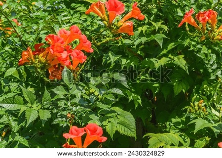 It's photo of trumpet vine flowers in garden. It's red flower in shadow. It is the close up view of pink flower in shadow park.