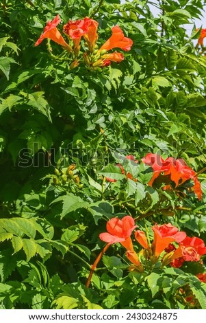 It's a photo of trumpet vine flowers in garden. It's red flower in a shadow. It is close up view of pink flower in shadow park.