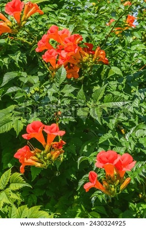 It's photo of trumpet vine flowers in garden. It's a red flower in shadow. It is close up view of pink flower in shadow park.