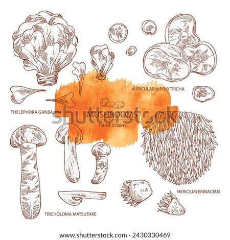 Collection of mushroom:  thelephora ganbajun, tricholoma matsutake, hericium erinaceus and auricularia polytricha. Vector hand drawn illustration Royalty-Free Stock Photo #2430330469