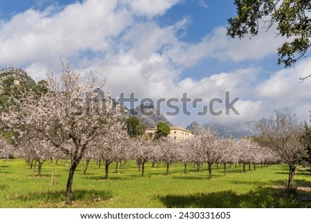 flowering almond trees, Biniazar, farm of Arab origin, Bunyola, Majorca, Balearic Islands, Spain Royalty-Free Stock Photo #2430331605