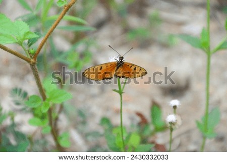 Danaus chrysippus, also known as the plain tiger is a medium-sized butterfly widespread in Asia, Australia and Africa Royalty-Free Stock Photo #2430332033