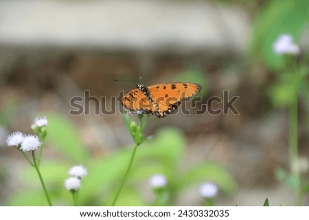 Danaus chrysippus, also known as the plain tiger is a medium-sized butterfly widespread in Asia, Australia and Africa Royalty-Free Stock Photo #2430332035