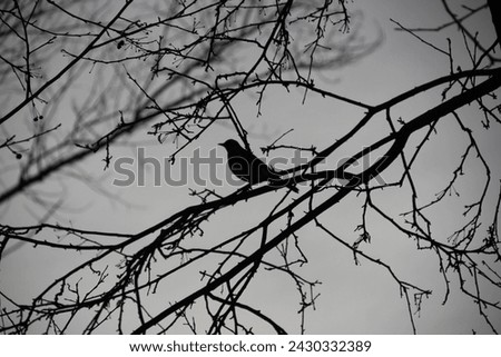 Bird sitting on a branch. Black and white photo. Photo shadow