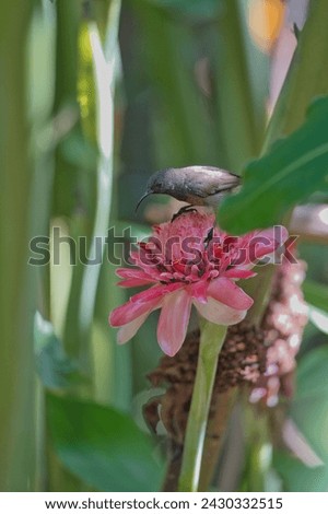 Seychelles sunbird, kolibri on torch ginger flower in the flower exotic garden, Mahe, Seychelles 1