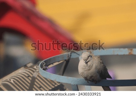 Grey Dove photography in the early morning. Birds photography