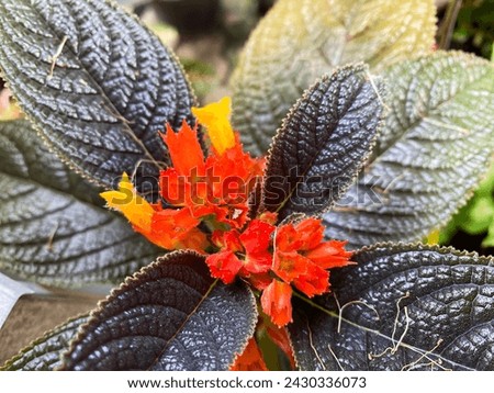  Alloplectus Episcia or Bunga Karniem is a flower that thrives in Indonesia. The ornamental plant Alloplectus or carniem flower is a genus of Neotropical plants in the Gesneriaceae family of flowering