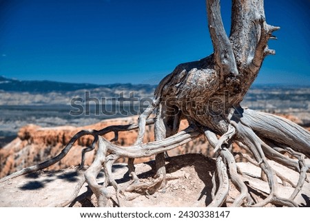 Bare tree trunk in Bryce Canyon National Park, Utah.