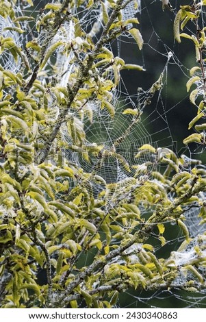 multiple spiders webs hanging from a tree