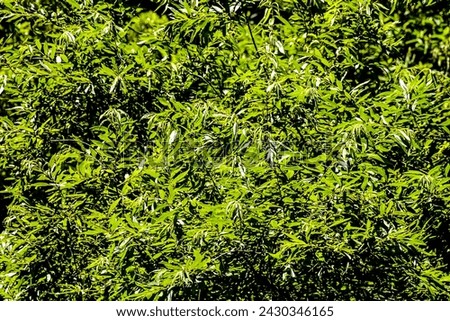 Photo Picture of Leaf Background Texture Pattern