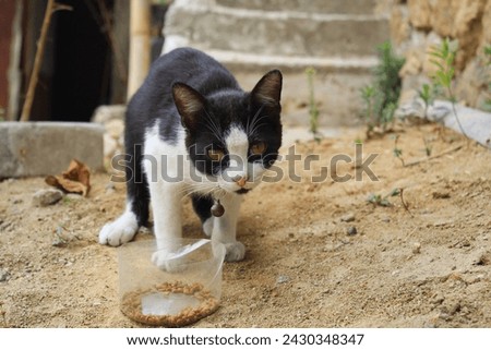 Photo of a Javanese cat with black and white fur color looking for food