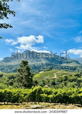 Constantia wine region, Western Cape
