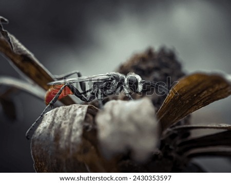 macro photography of ground wasps