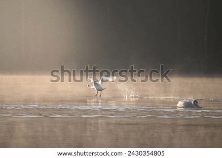 Early spring morning on the lake with swans ( Cygnus olor)