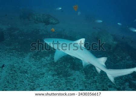 Scuba Diving West Palm Beach and Jupiter, Florida. Goliath Grouper, Fish, underwater photos.