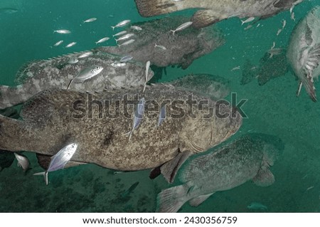 Scuba Diving West Palm Beach and Jupiter, Florida. Goliath Grouper, Fish, underwater photos.