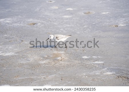Western sandpiper (Calidris mauri) is a small shorebird. This is one of the most abundant shorebird species in North America, with a population in the millions. Royalty-Free Stock Photo #2430358235