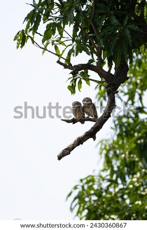 Pair of spotted owlet perched on the tree