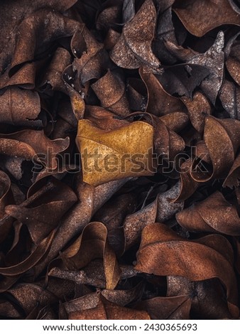 dry leaves from trees in the garden