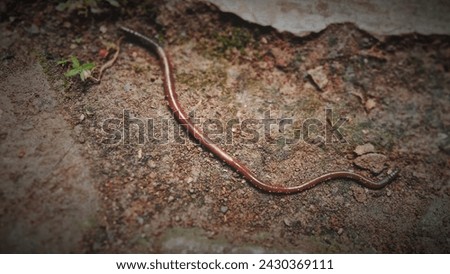 Worms that come out of the ground crawl on the rocks. This often happens during the rainy season, usually earthworms rise to the surface to look for a place that is not too wet.