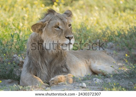 Young Lion - Panthera leo male laying on ground at green background. Photo from Kgalagadi Transfrontier Park in South Africa