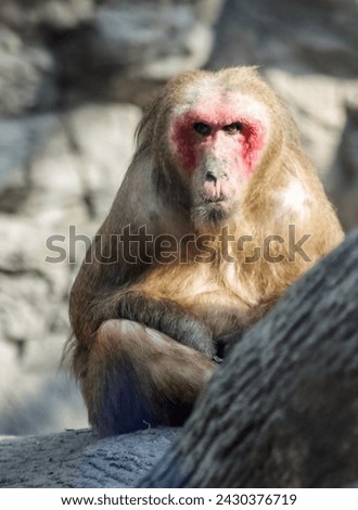 Portrait of a Japanese macaque also known as the snow monkey or red face macaque taking the sun siting in a log.