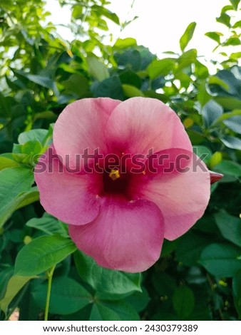 Close-up of Allamanda Blanchetii(Red bell,Pilaghanti,Purple or Violet Allamanda)flower ultra hd Hi-res jpg stock image photo picture selective focus vertical background blurred background side biew