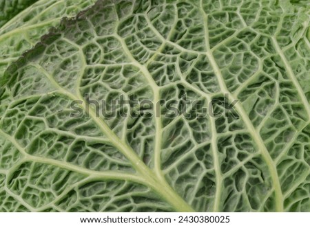 Close-up view of Savoy cabbage green leaves. Macro picture of a fresh vegetable forming a natural texture, Green vegetable backgound, Space for text, Selective focus.
